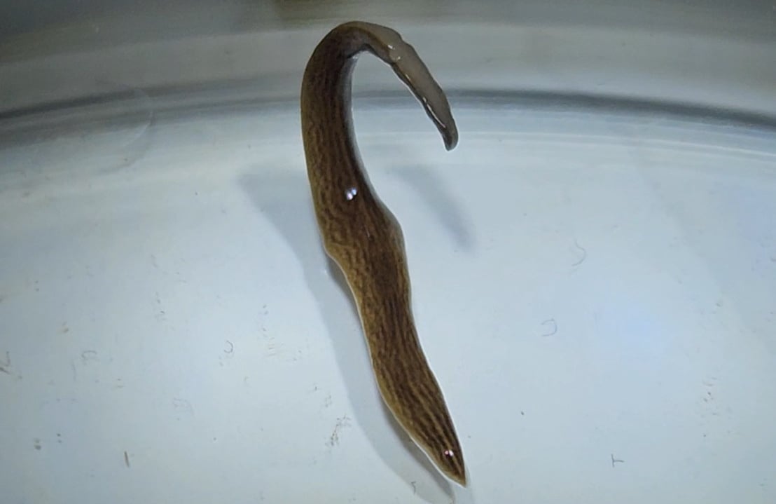 Laboratoriebilde fra Norsk institutt for naturforskning (NINA) av flatormen Obama nungara. 