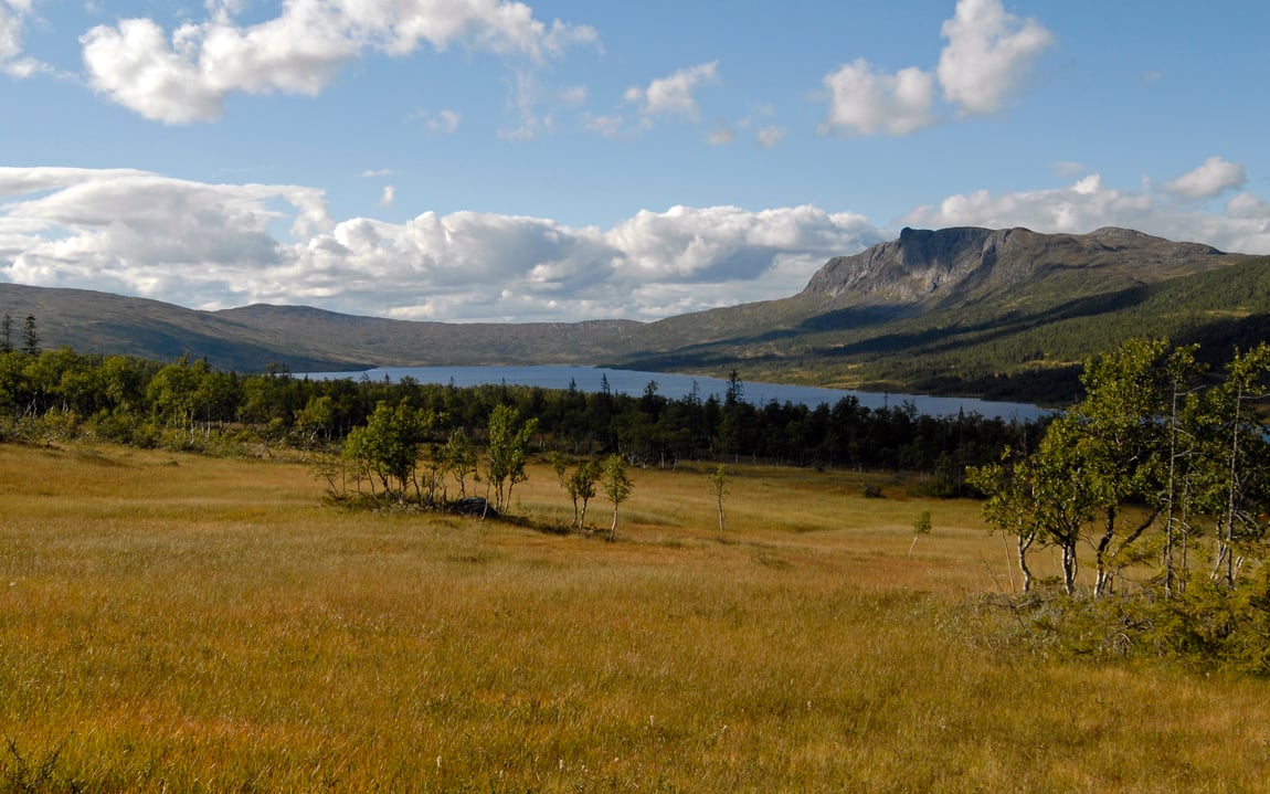 Myrlandskap med fjell og blå himmel i bakgrunn.