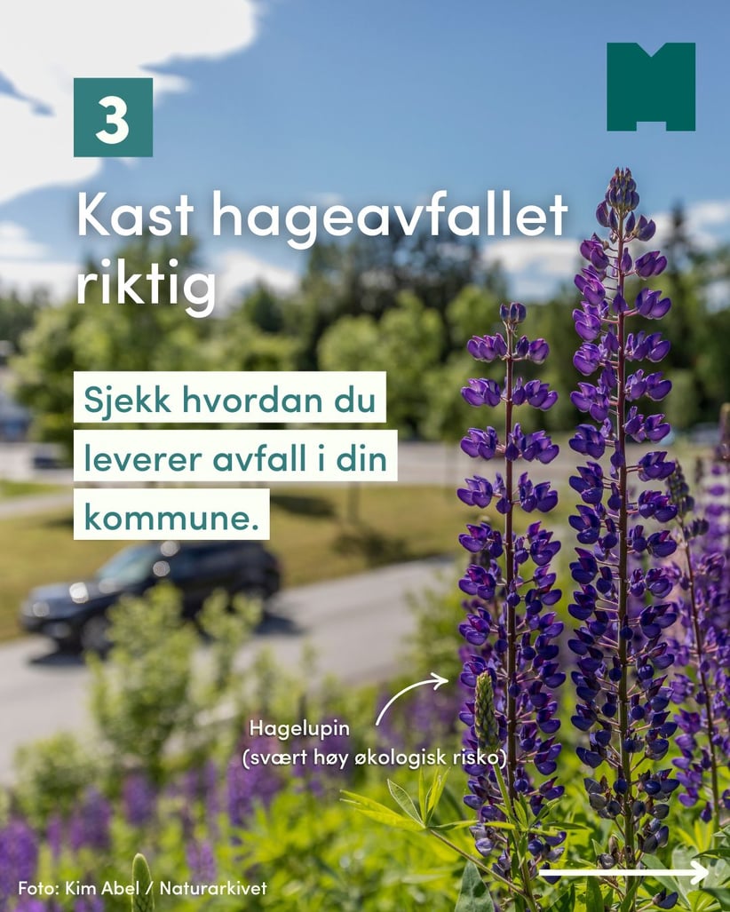 Flowering plant, Flower, Plants, Purple