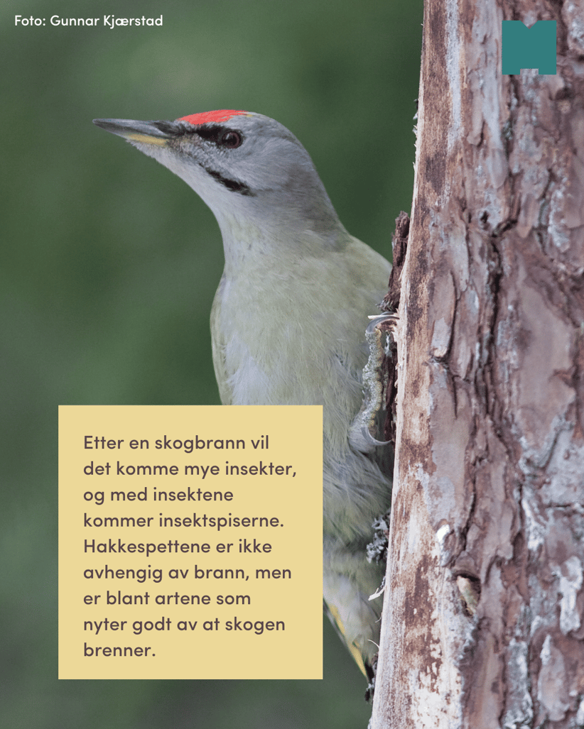 Bird, Beak, Vertebrate, Woodpecker, Wing, Feather