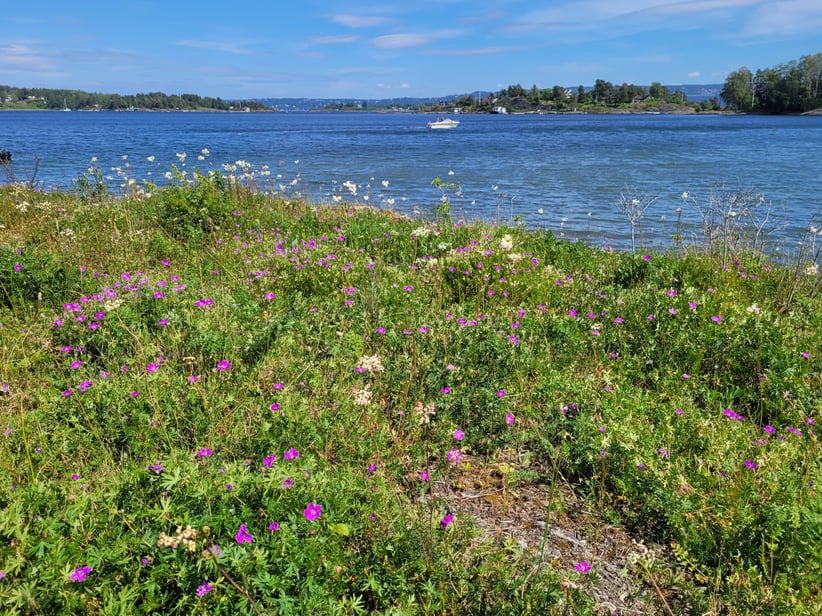 Åpen grunnlendt kalkmark - en eng med lilla blomster.