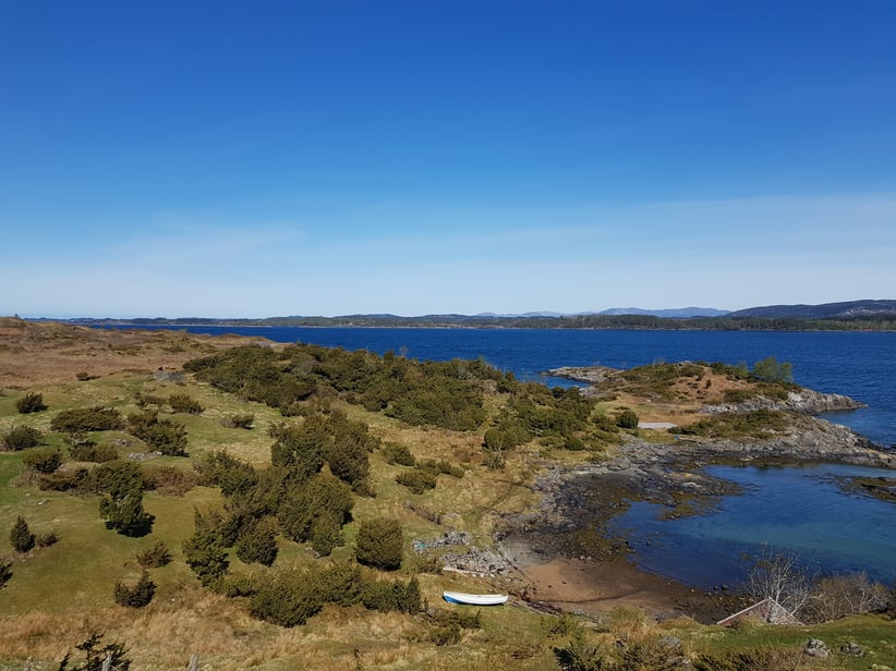 Naturtypen kystlynghei er i ferd med å gro igjen med busker. Velskjøtta kystlynghei i bakgrunnen til venstre. 