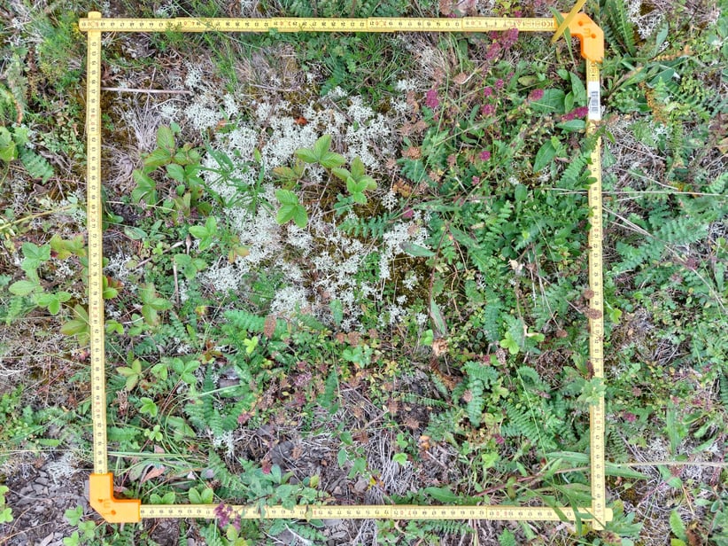Viser et område på 50 cm x 50 cm markert med målestokk som inneholder ulike arter.