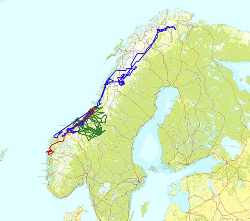 Kartet viser bevegelsene til tre av de unge kongeørnene som ble merket i et forskningsprosjekt på Fosen i Trøndelag for å evaluere tap av lam til ørn. Bevegelsene strekker seg fra Vestland til Finnmark.