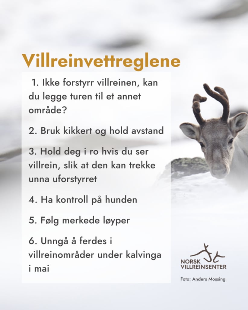Norsk Villreinsenter har utvilket disse villreinvettreglene for folk som går i fjellet.