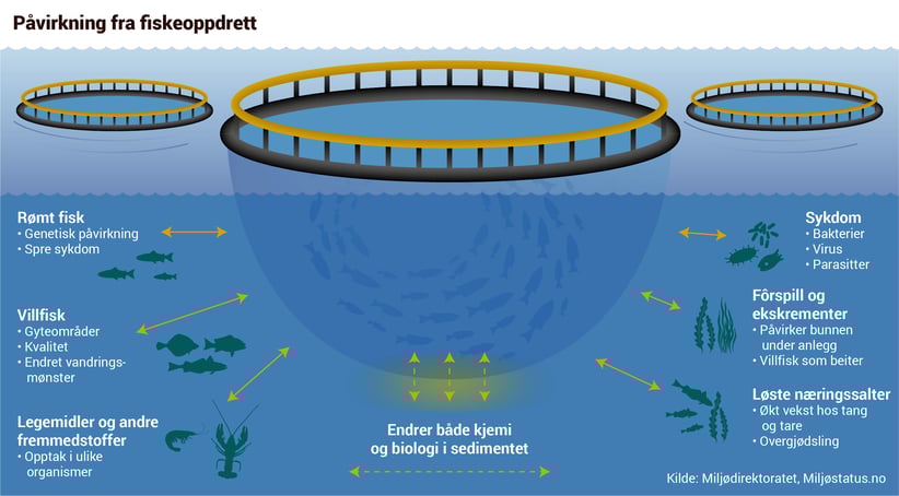 Figur som viser påvirkning fra fiskeoppdrett; rømt oppdrettsfisk, legemidler, sykdom, forspill og ekskrementer og løste næringssalter. Oppdrett gir endringer både i kjemi og biologi i sedimentet
