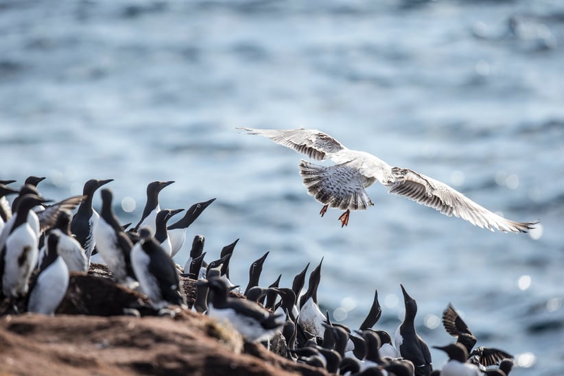 Bilde av en flokk lomvier og en polarmåke.
