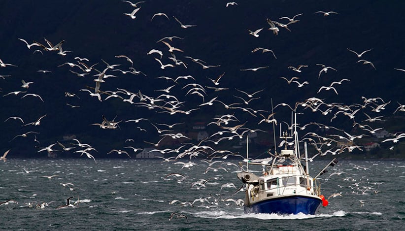 Høyere havtemperaturer gjør at marine arter forflytter seg lenger nord.