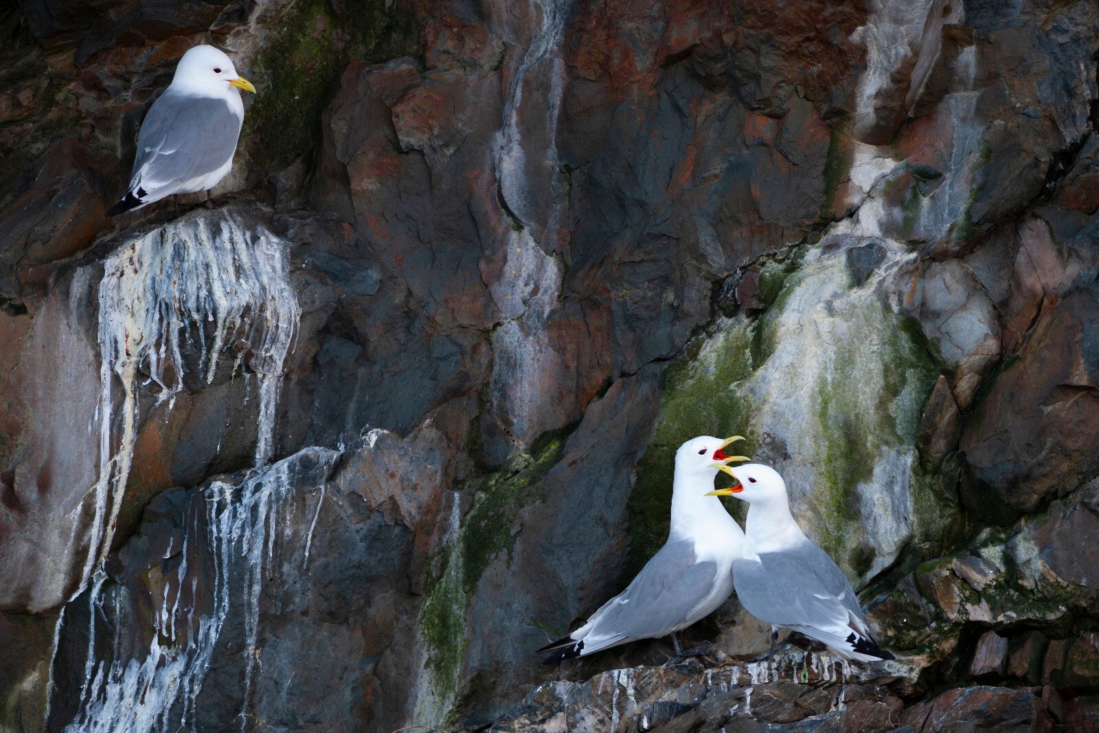 Bilde av måker langs en fjellvegg