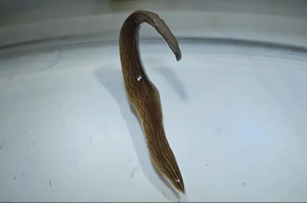 Laboratoriebilde fra Norsk institutt for naturforskning (NINA) av flatormen Obama nungara. 