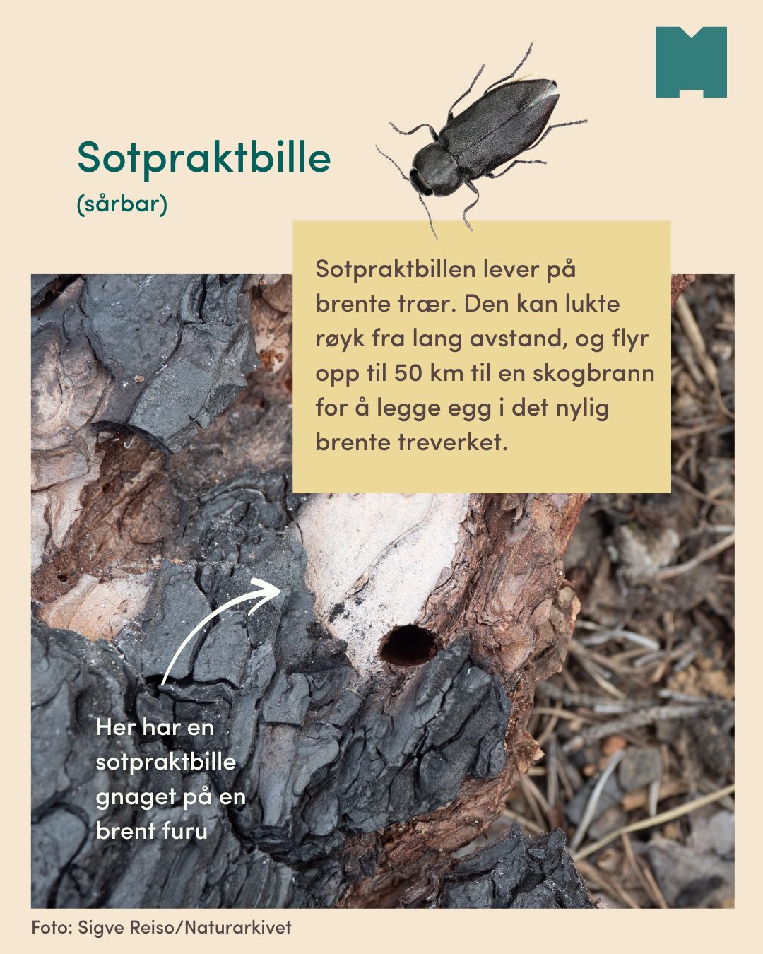 Insect, Arthropod, Pest