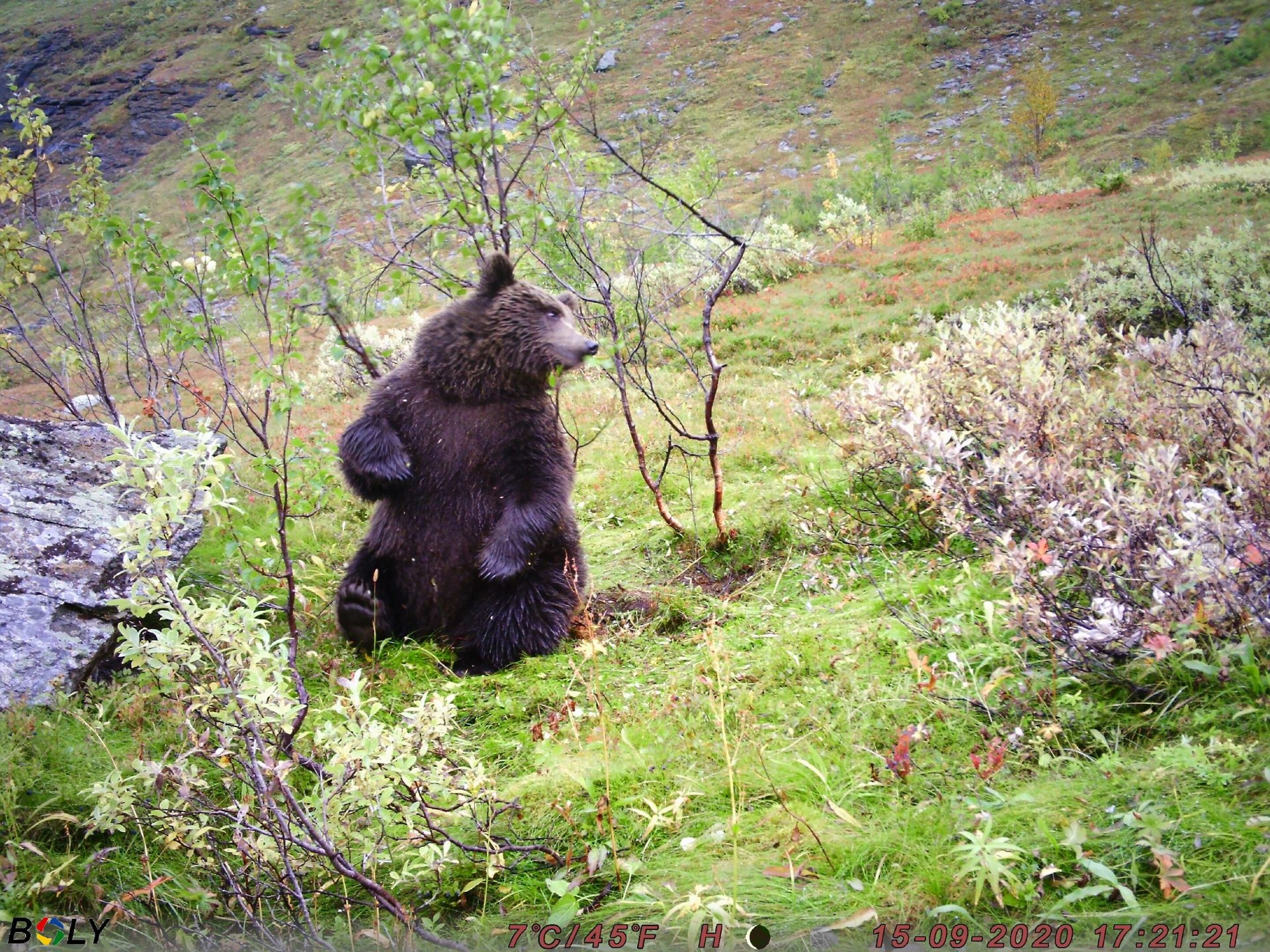 American black bear, Terrestrial animal, Nature reserve, Wildlife, Carnivores