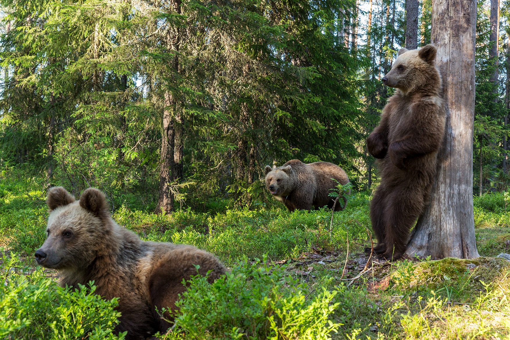 Bilde av bjørnen i naturen
