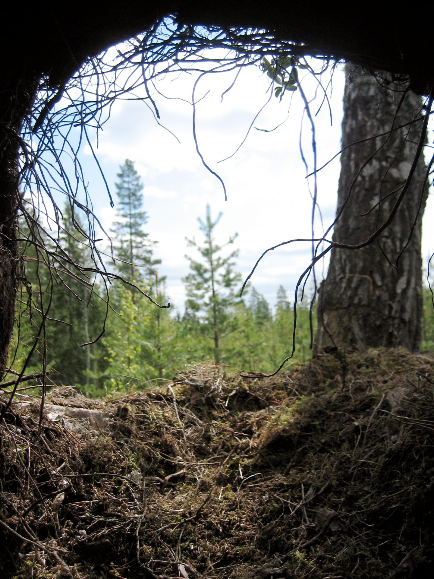 Bilde av spor etter bjørn