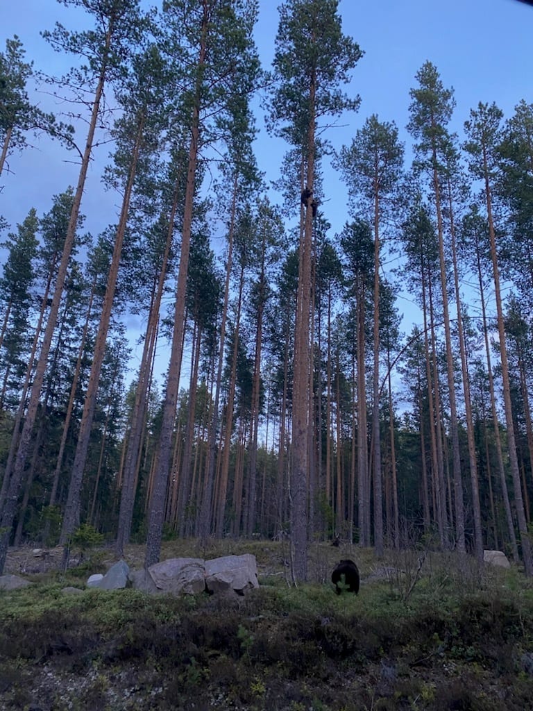 Bilde av bjørn i naturen
