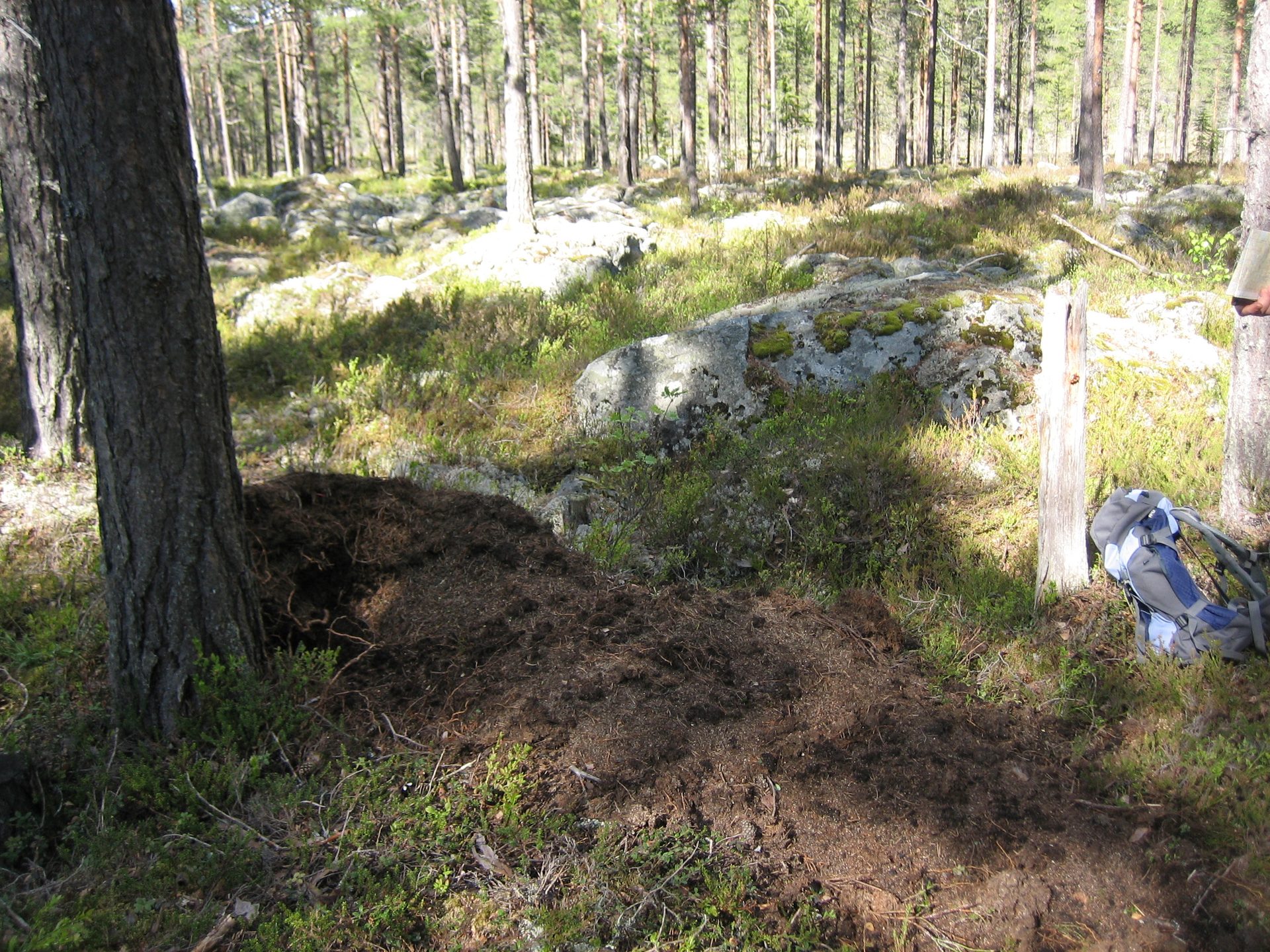 Bilde av spor etter bjørn