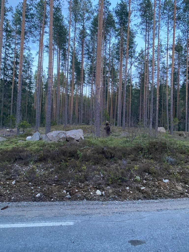 Bilde av bjørn som står oppreist i naturen