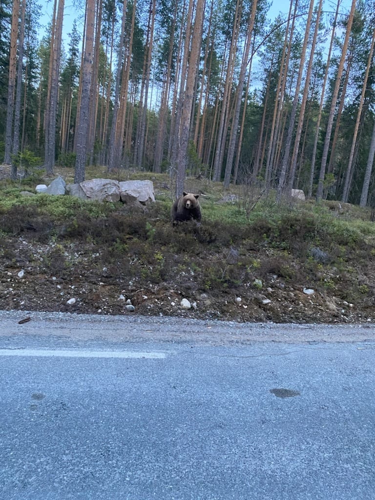 Bilde av bjørn nær bilvei