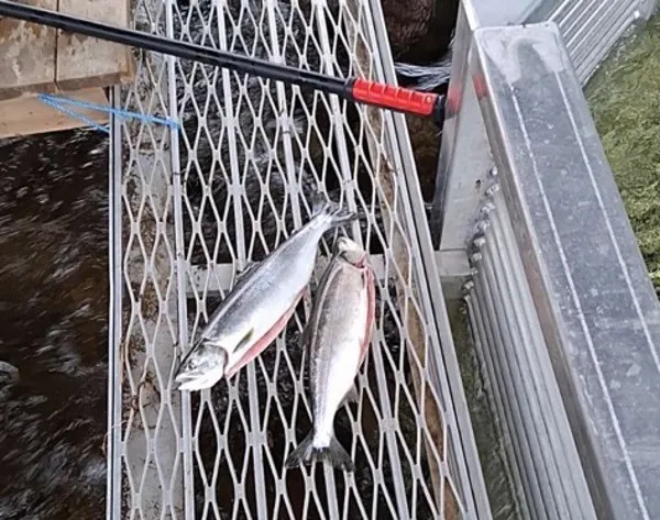 To pukkellaks liggende på en felle