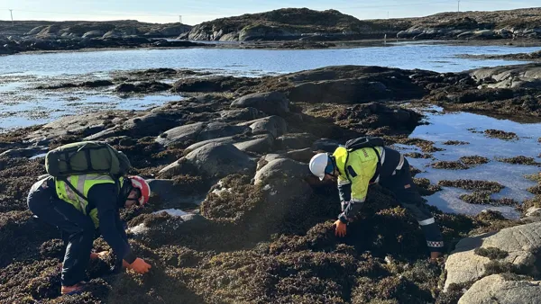 Bidle av oppryding i oljeklumpar, som forureina ei rekkje sårbare område langs kysten av Trøndelag og Nordland.