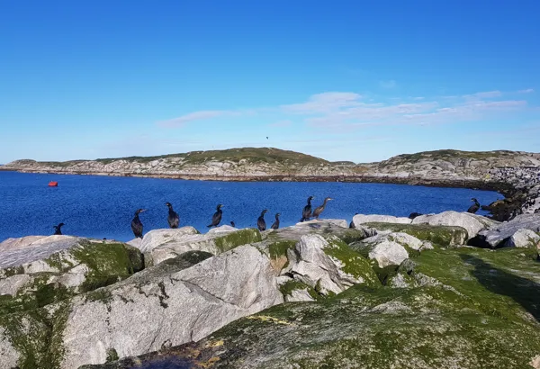 En gruppe svarte fugler, toppskarver, sidder i forgrunn foran kystlandskap.