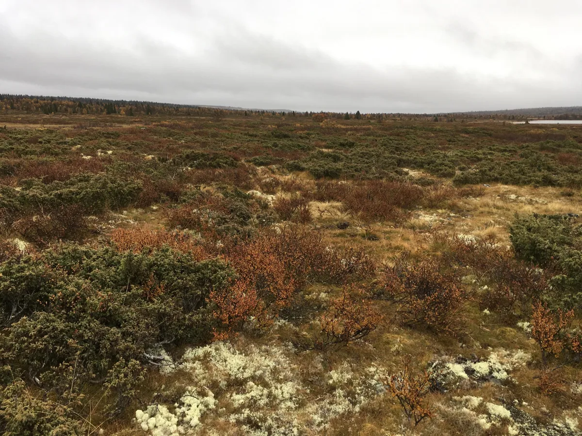 Bilde av boreal hei.