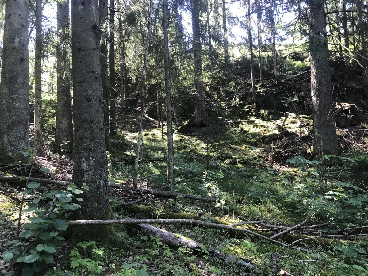 Bilde av gammel granskog med liggende død ved.