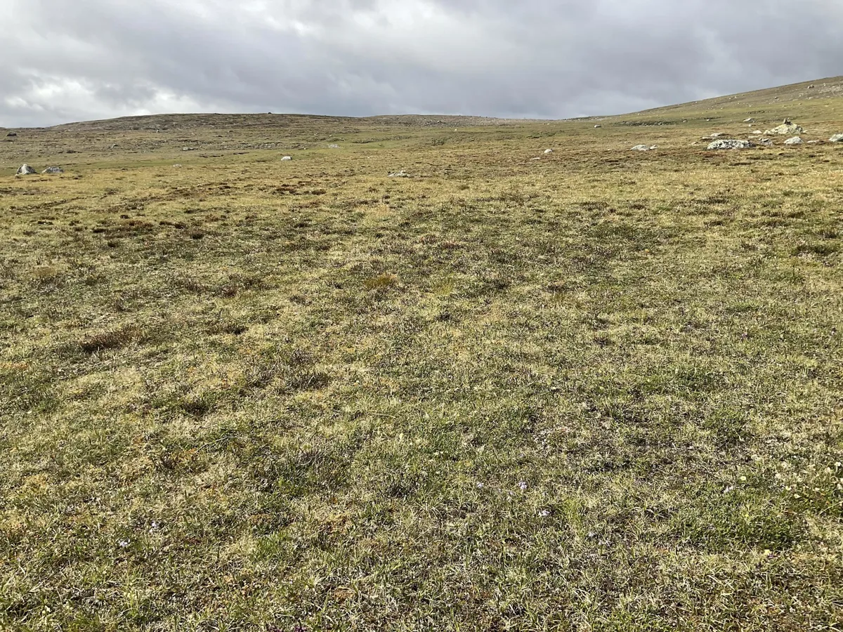 Kalkrik fjellgrashei og grastundra - miljodirektoratet.no