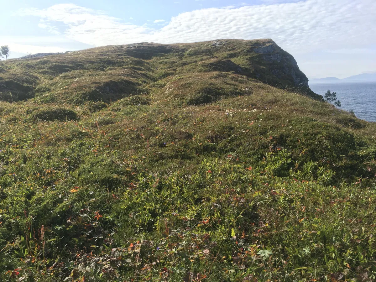 Kalkrik fjellhei, leside og tundra - miljodirektoratet.no