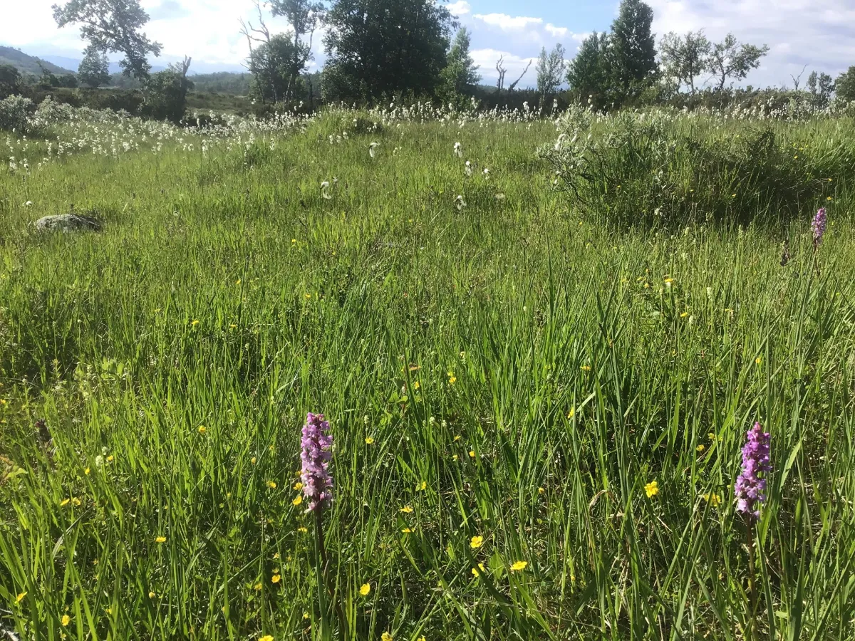 Bilde rik åpen jordvannsmyr i nordboreal og lavalpin sone.